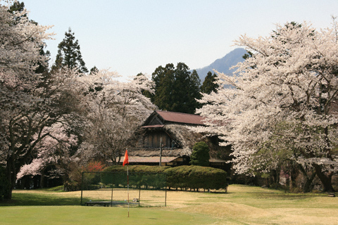 富士ビューホテルの桜