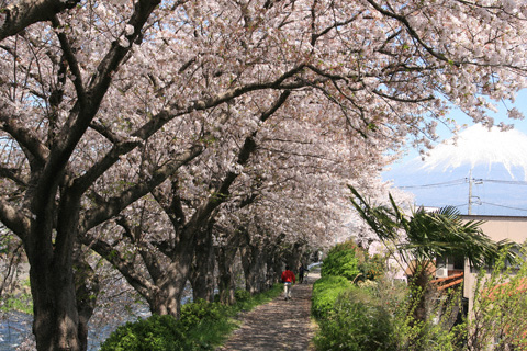 龍巌淵の桜