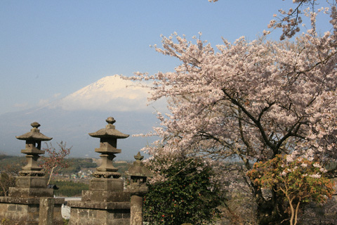 興徳寺の桜