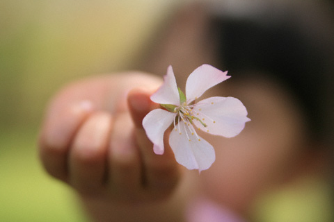 桜と手