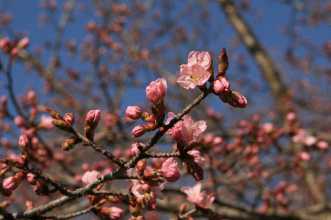 山桜のつぼみ