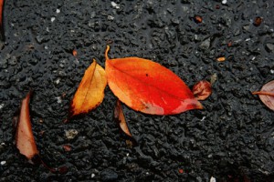 道路に落ちた紅葉