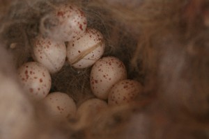 シジュウカラの卵