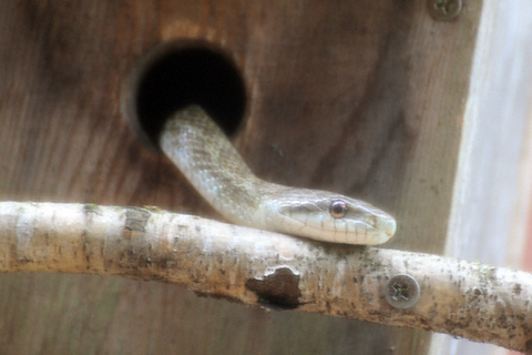巣箱の蛇
